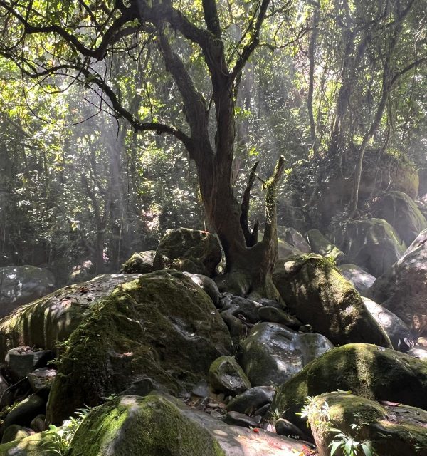 Rainforest with a tree in the middle, with shadows on the forest floor
